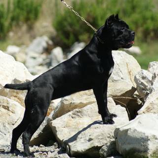 Black Cane Corso wallpaper