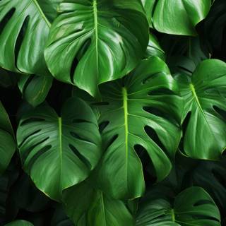 Monstera wallpaper