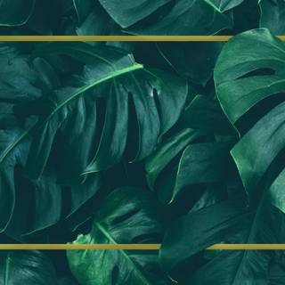 Desktop Monstera wallpaper