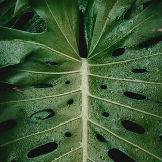 Monstera wallpaper