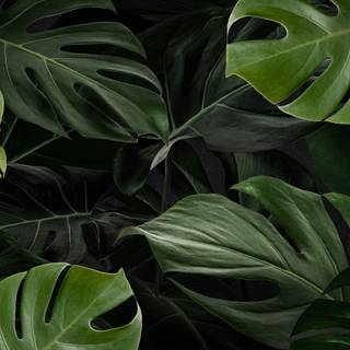 Desktop Monstera wallpaper