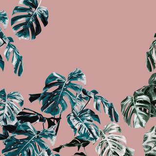 Desktop Monstera wallpaper