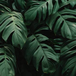 Desktop Monstera wallpaper