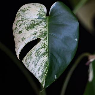 Desktop Monstera wallpaper