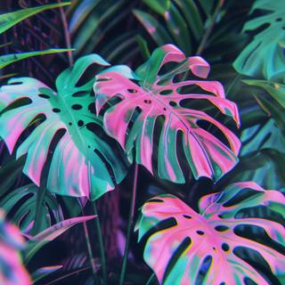 Desktop Monstera wallpaper