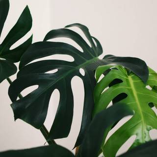Desktop Monstera wallpaper
