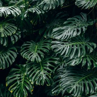 Monstera wallpaper