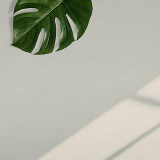 Desktop Monstera wallpaper