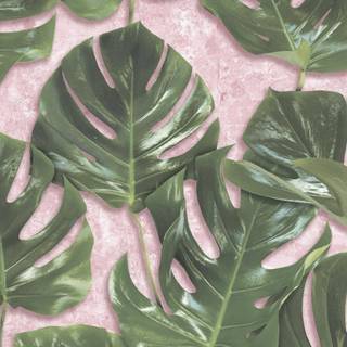 Desktop Monstera wallpaper