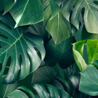 Desktop Monstera wallpaper