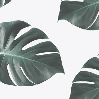 Desktop Monstera wallpaper