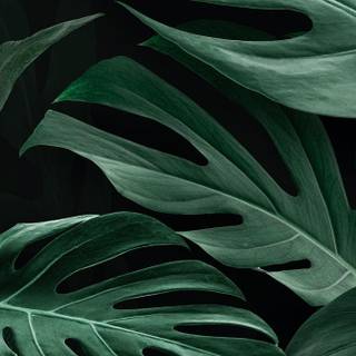 Desktop Monstera wallpaper