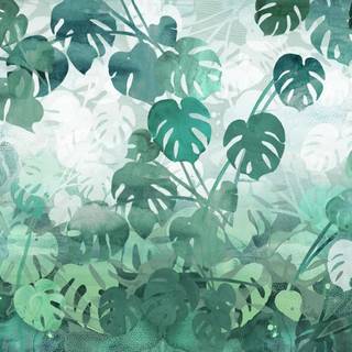 Desktop Monstera wallpaper