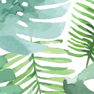 Desktop Monstera wallpaper