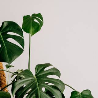 Desktop Monstera wallpaper