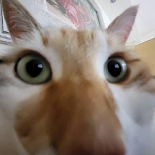 Derpy cats wallpaper