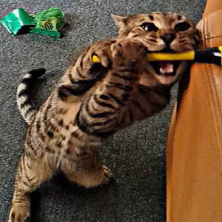 Derpy cats wallpaper