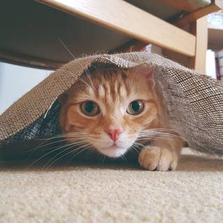 Derpy cats wallpaper