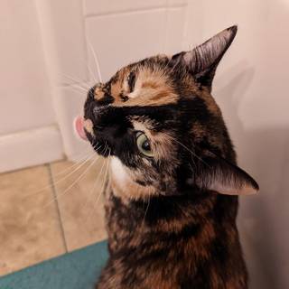 Derpy cats wallpaper