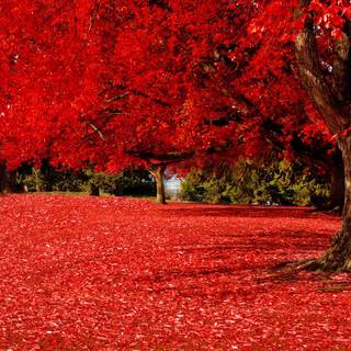 HD red autumn wallpaper