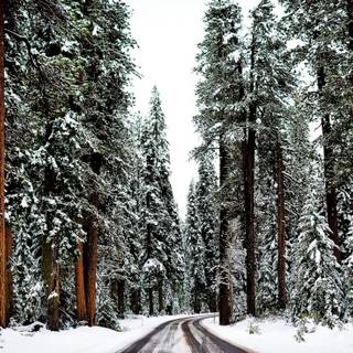 Laptop winter collages wallpaper