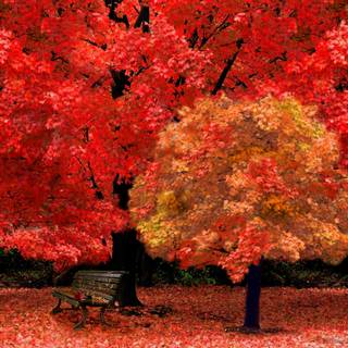 HD red autumn wallpaper