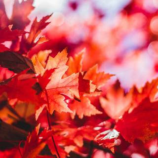 HD red autumn wallpaper