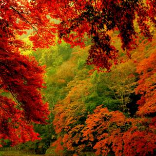 HD red autumn wallpaper