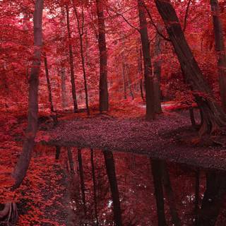HD red autumn wallpaper