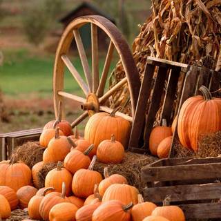 Autumn desktop pumpkin wallpaper