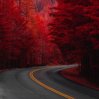 HD red autumn wallpaper