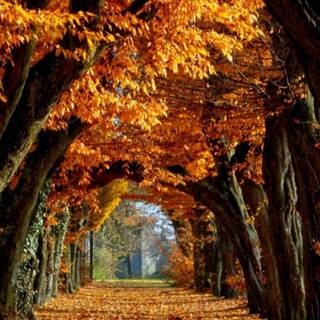 Mobile autumn festival wallpaper