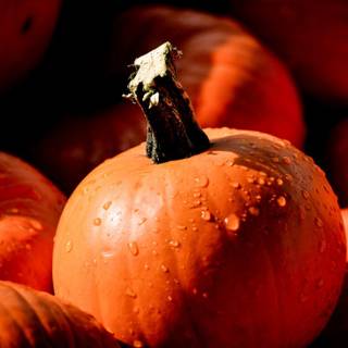 Autumn desktop pumpkin wallpaper