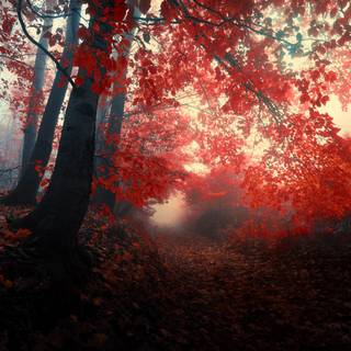 HD red autumn wallpaper