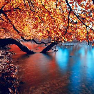 HD red autumn wallpaper
