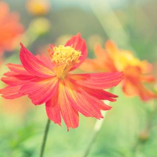 Autumn desktop floral wallpaper