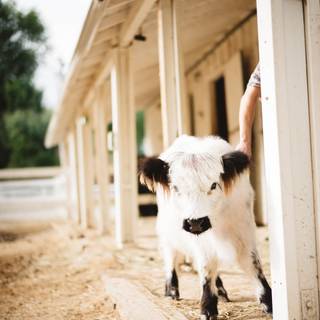 House cows wallpaper