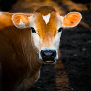 House cows wallpaper