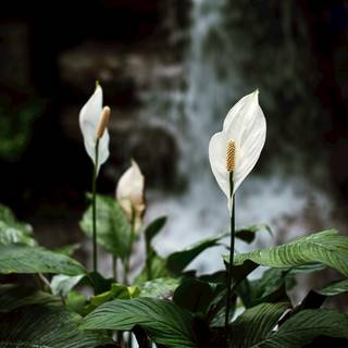Peace lily wallpaper