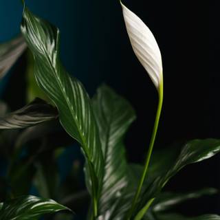 Peace lily wallpaper