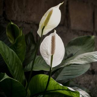 Peace lily wallpaper