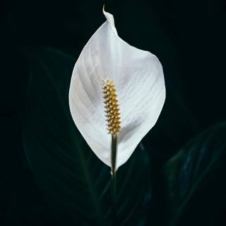 Peace lily wallpaper