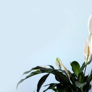 Peace lily wallpaper