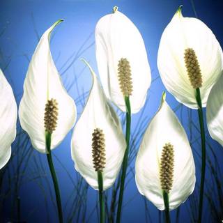 Peace lily wallpaper