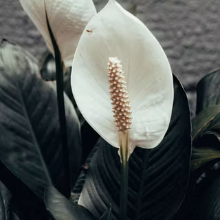 Peace lily wallpaper