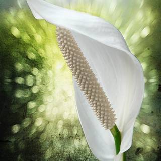 Peace lily wallpaper