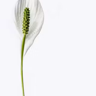 Peace lily wallpaper