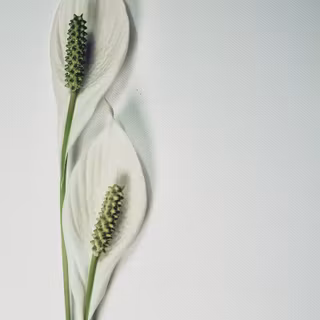 Peace lily wallpaper