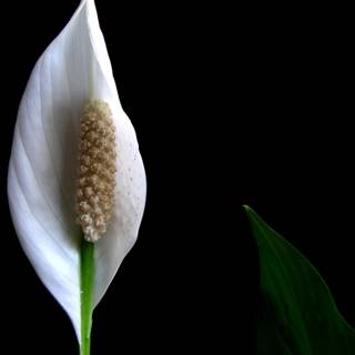 Peace lily wallpaper