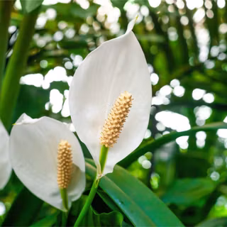 Peace lily wallpaper